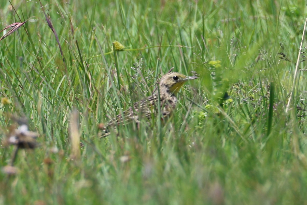 Sarı Göğüslü İncirkuşu - ML646700192