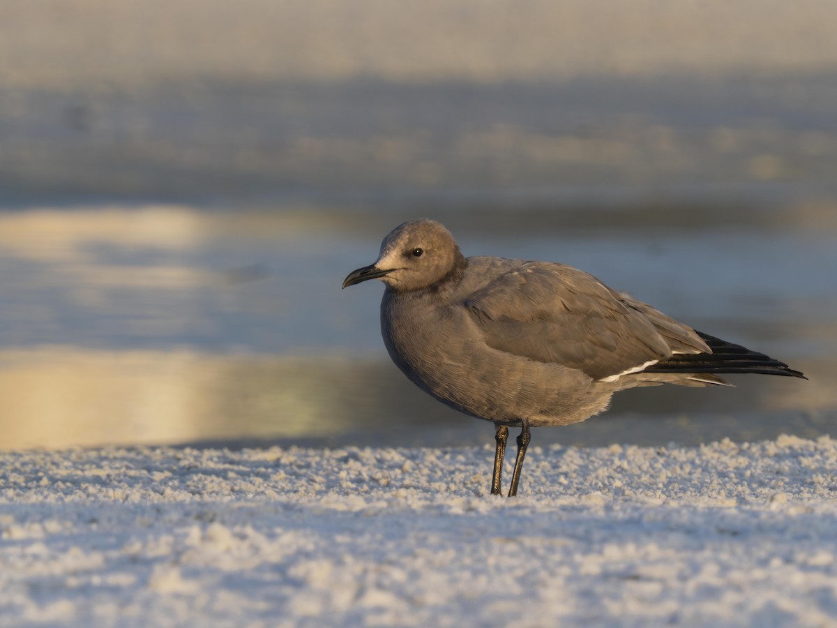 Gaviota Garuma - ML646700196