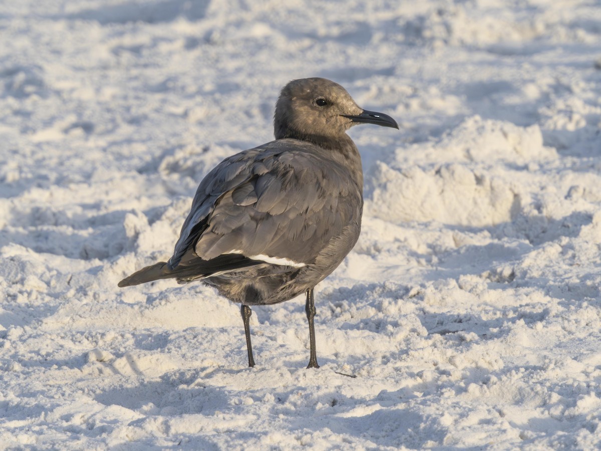 Gaviota Garuma - ML646700197