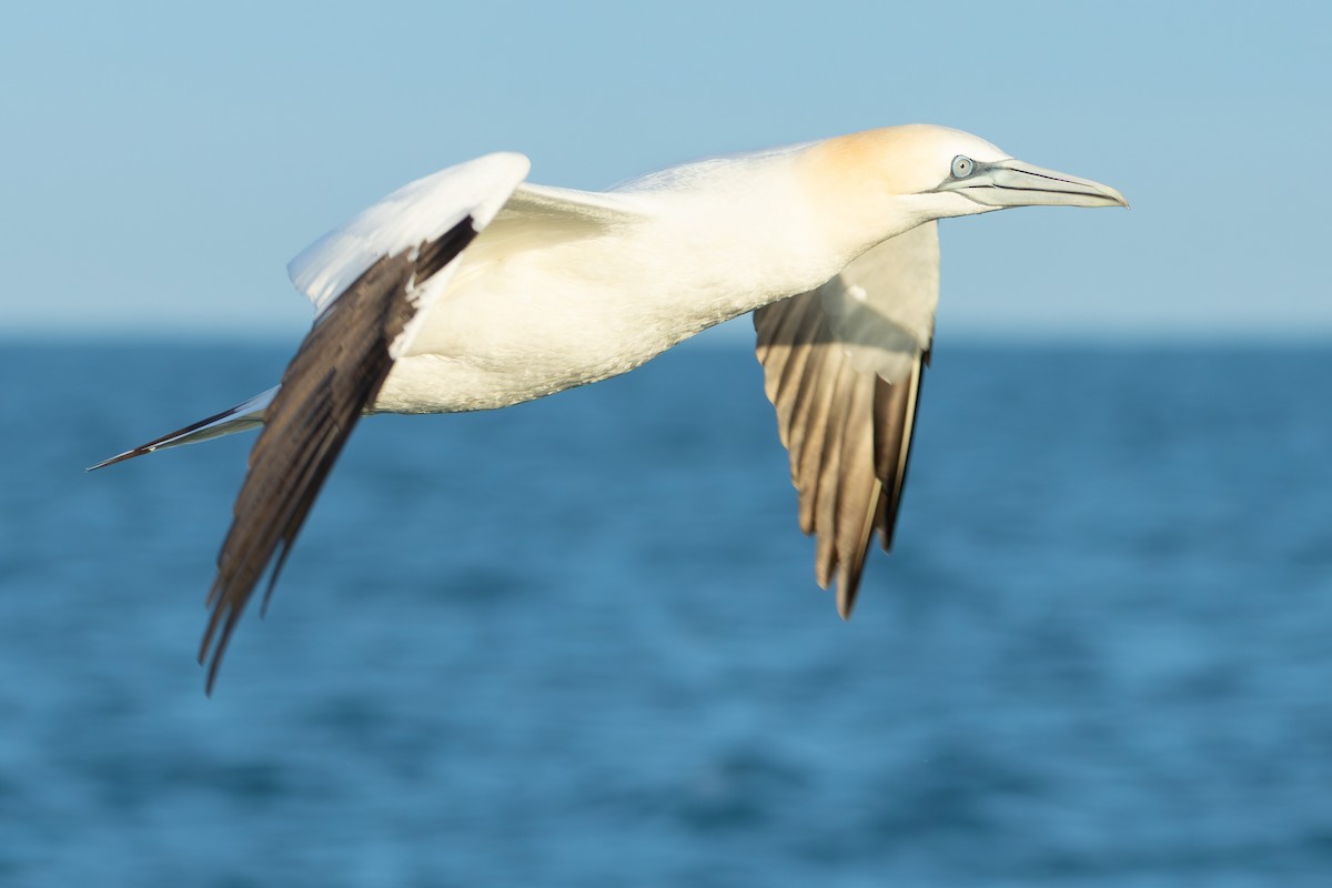 Сула атлантична - ML646700200