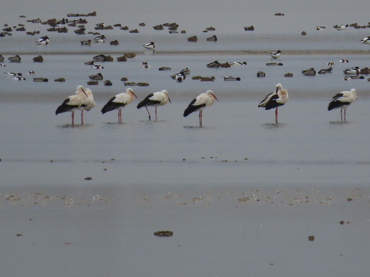 White Stork - ML646700201