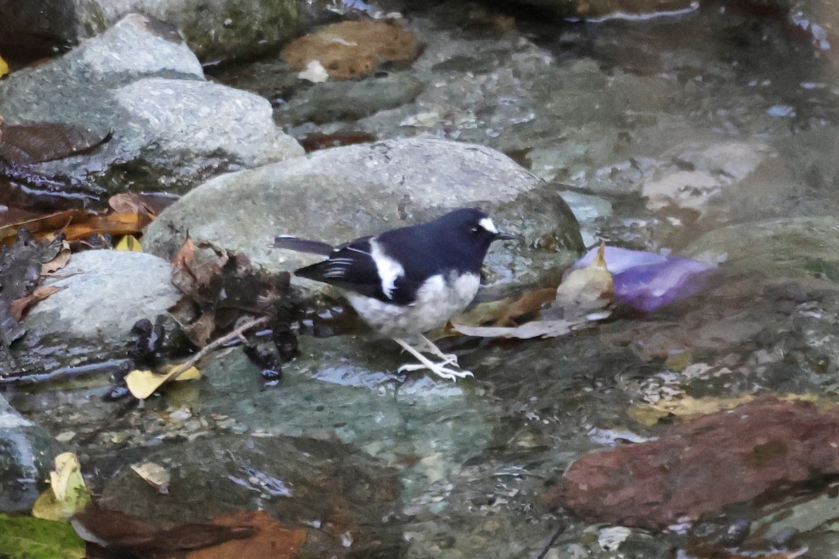 Little Forktail - ML646700205