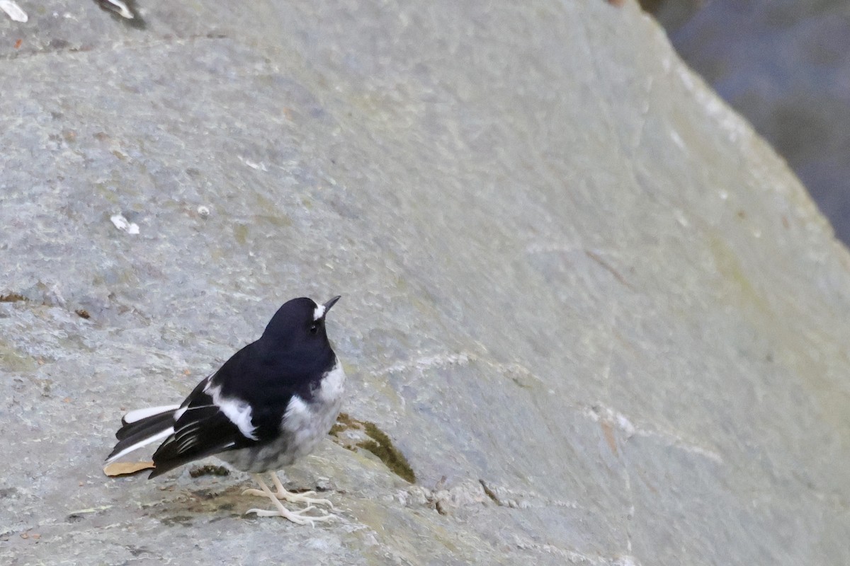Little Forktail - ML646700206
