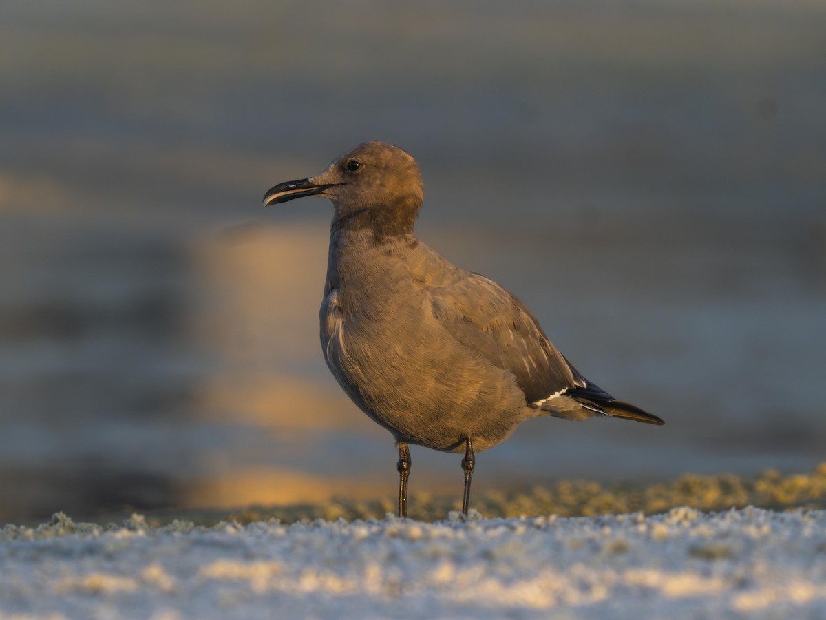 Gaviota Garuma - ML646700207
