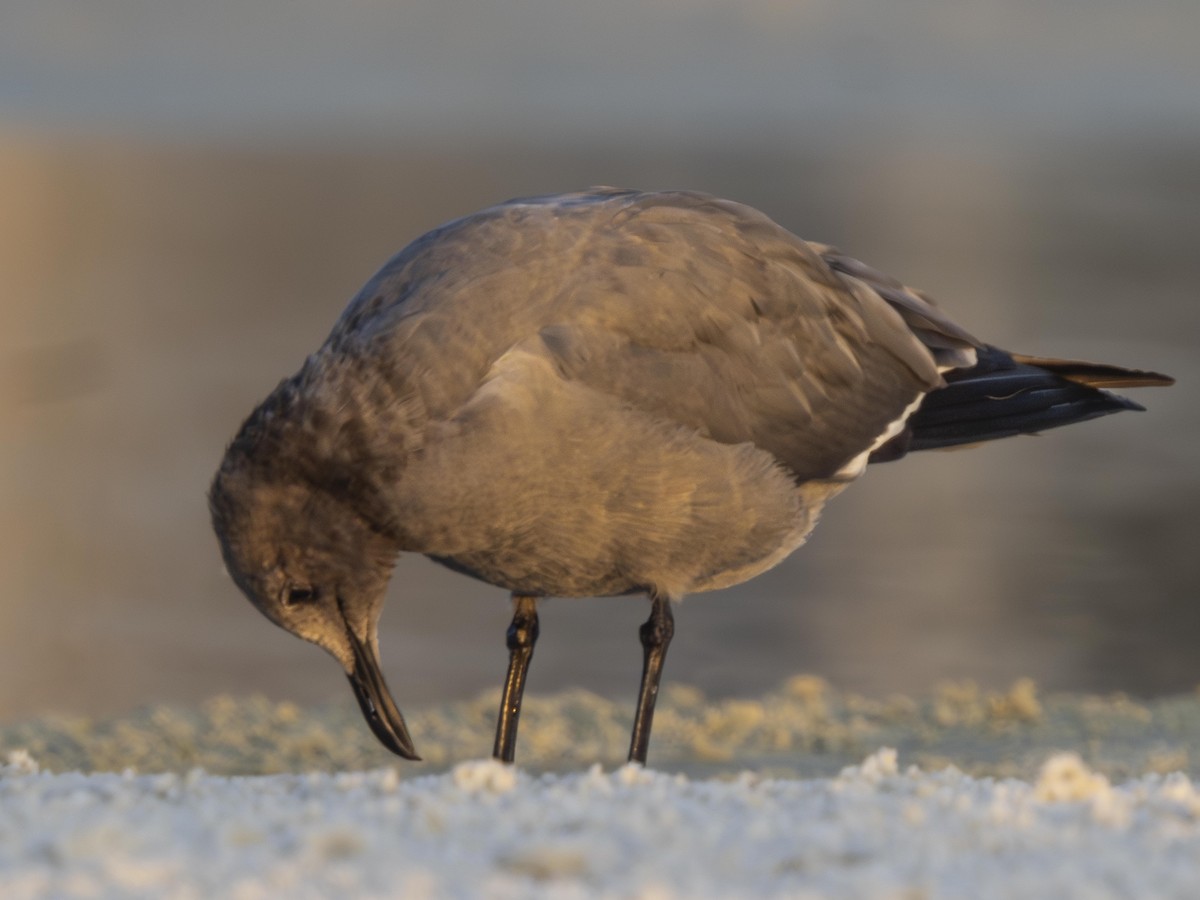 Gaviota Garuma - ML646700208