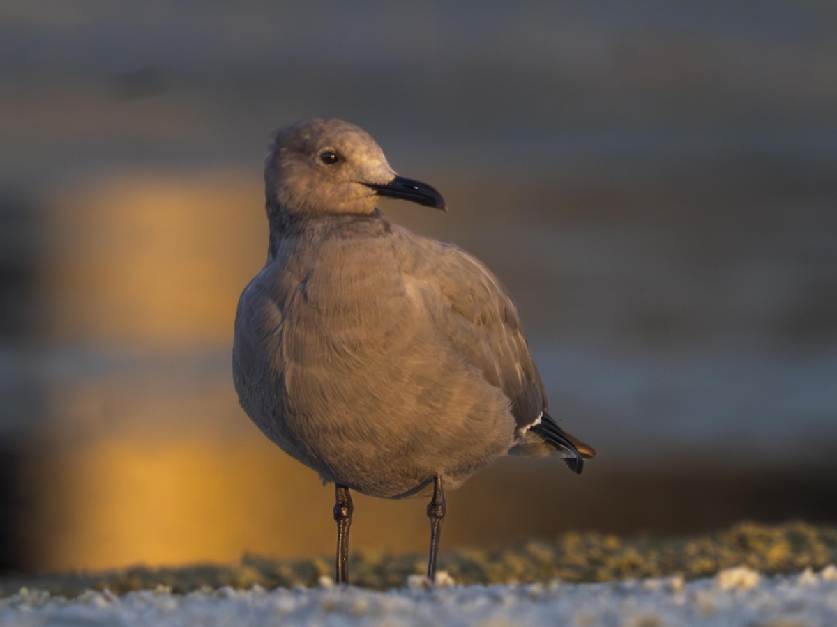 Gaviota Garuma - ML646700209