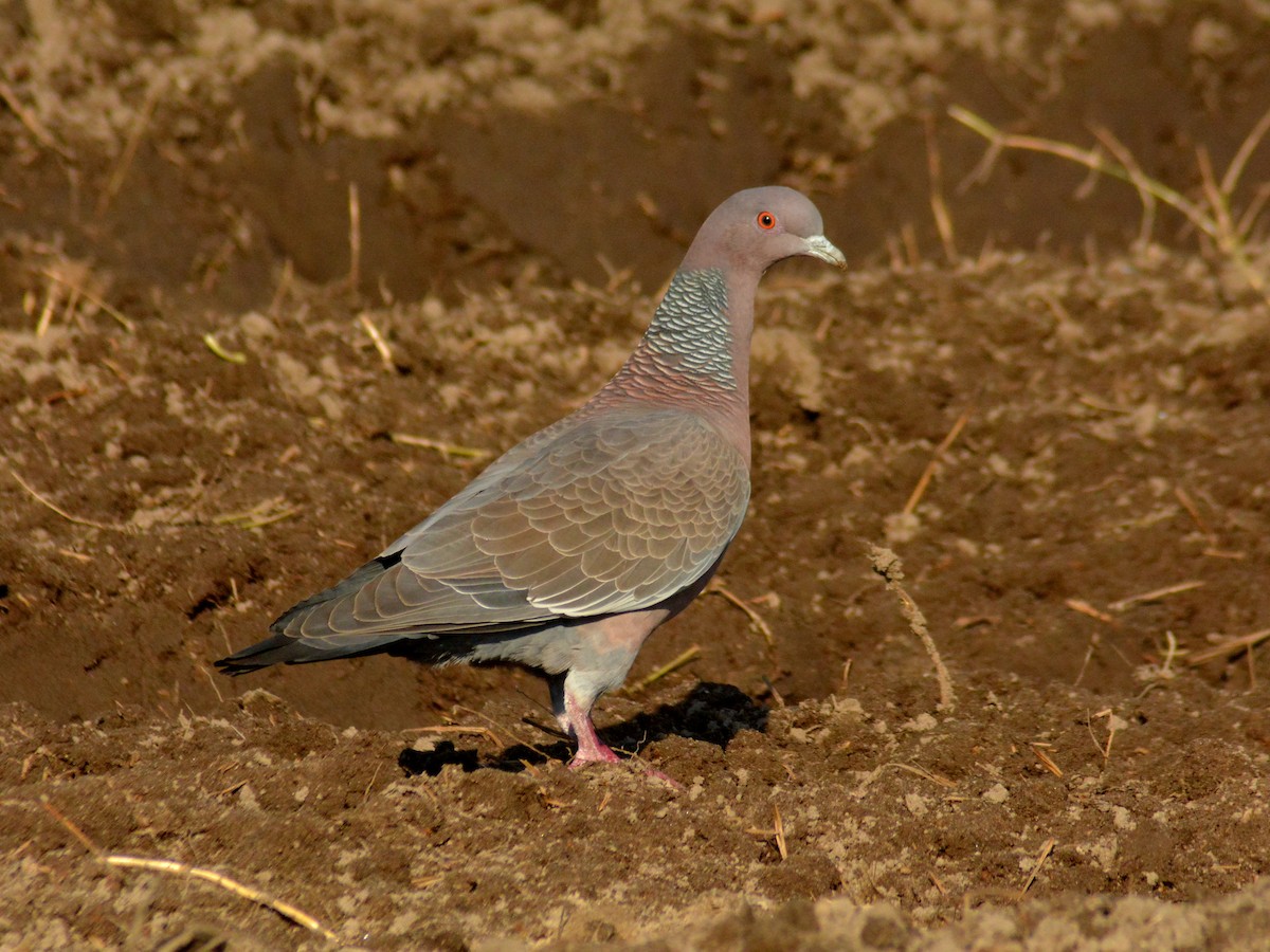 Picazuro Pigeon - ML646700211
