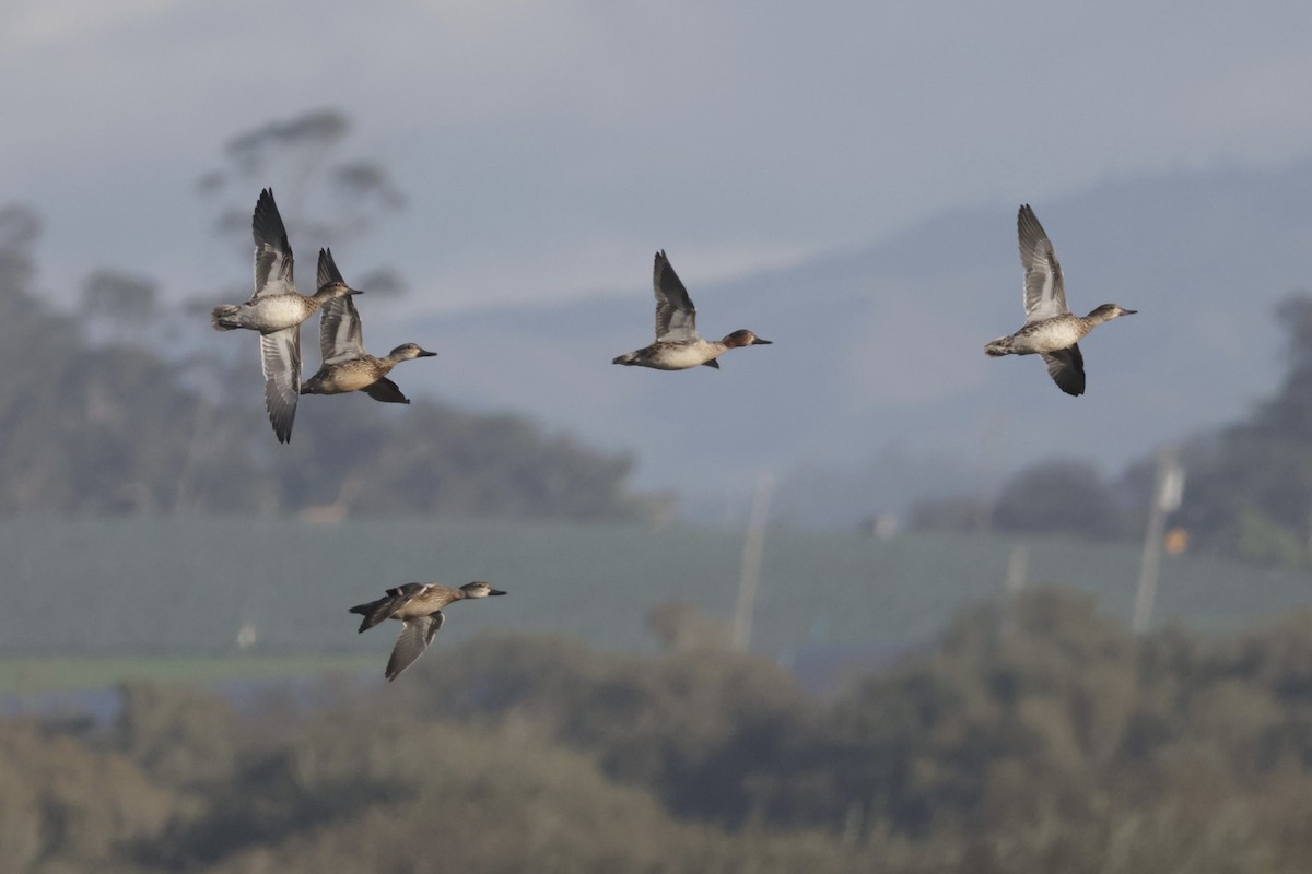 Ногоохон нугас - ML646700212