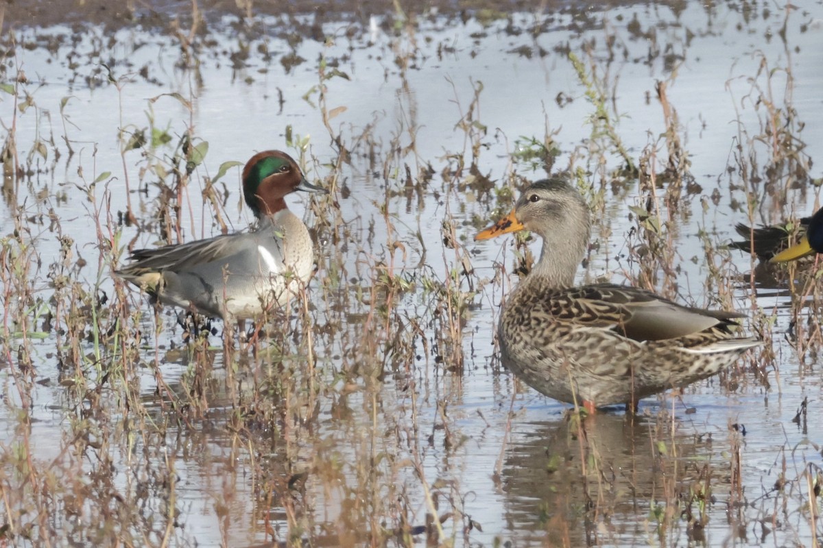 Ногоохон нугас - ML646700213