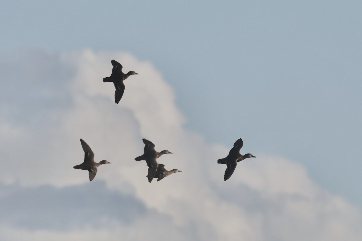 Ногоохон нугас - ML646700214