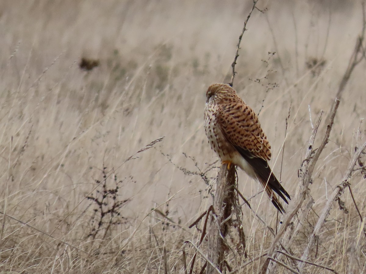 Eurasian Kestrel - ML646700215