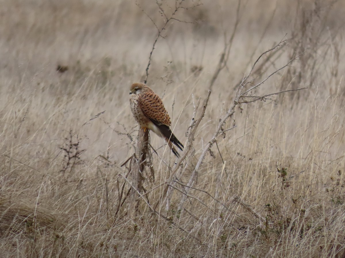 Eurasian Kestrel - ML646700216