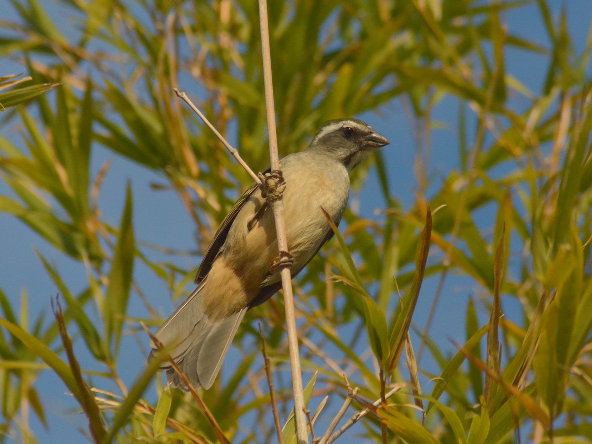 Зернолуск зеленокрилий - ML646700217