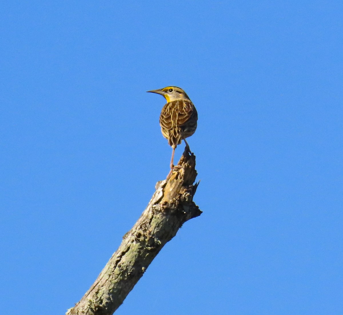 Lerchenstärling - ML646700219