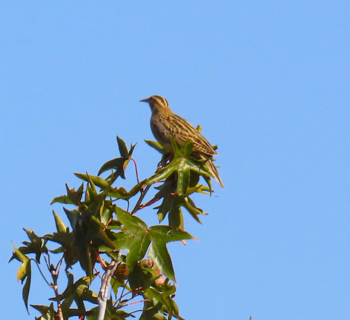 Lerchenstärling - ML646700220