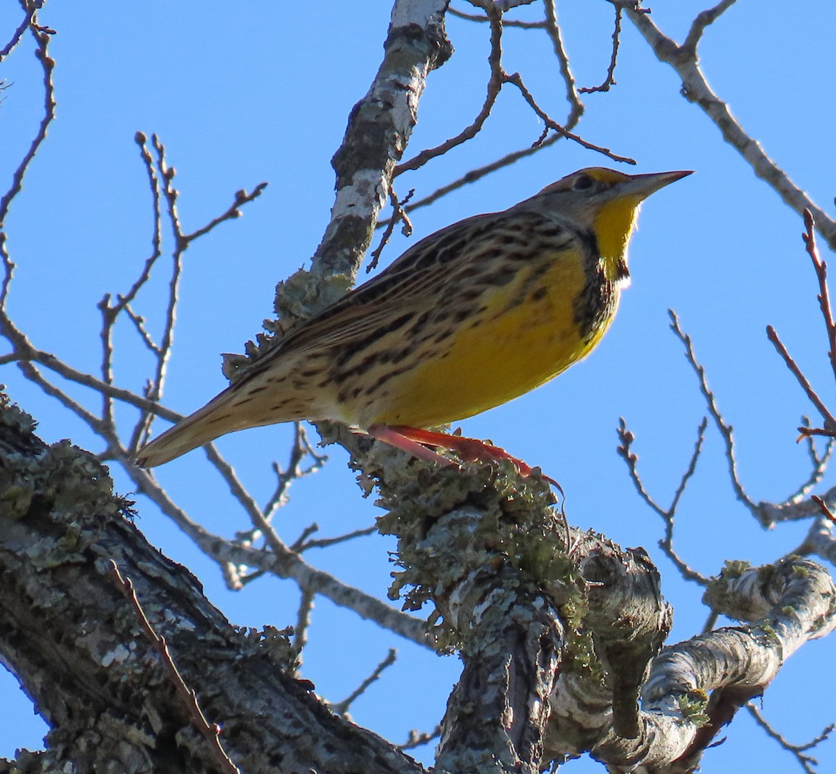 Lerchenstärling - ML646700221