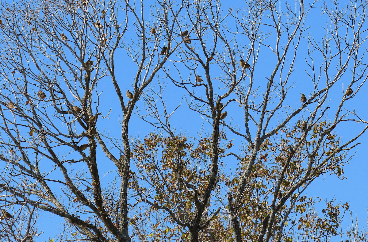 Lerchenstärling - ML646700222