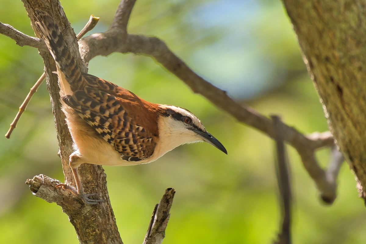 Rufous-backed Wren - ML646700223