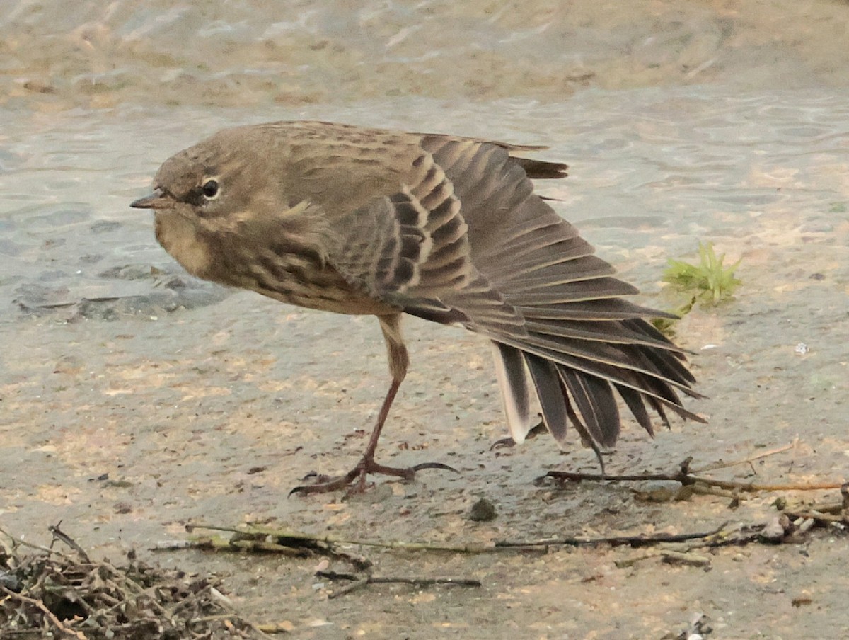 Rock Pipit - ML646700226