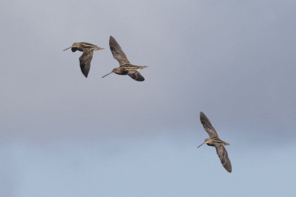 Wilson's Snipe - ML646700227