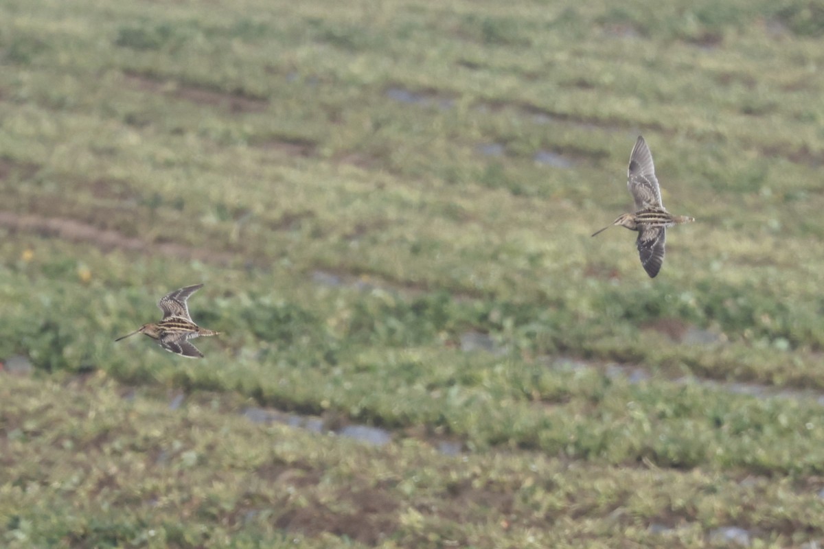 Wilson's Snipe - ML646700228