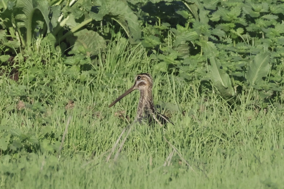 Wilson's Snipe - ML646700229