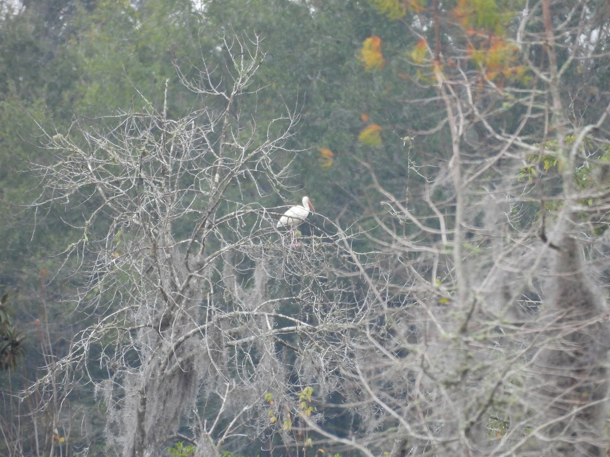 シロトキ - ML646700231