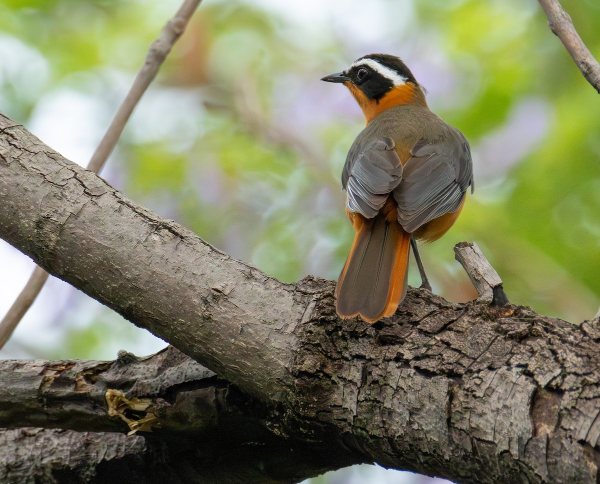White-browed Robin-Chat - ML646700232