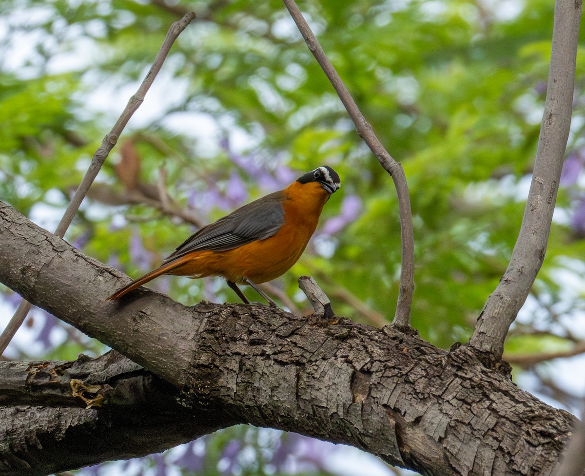 White-browed Robin-Chat - ML646700233