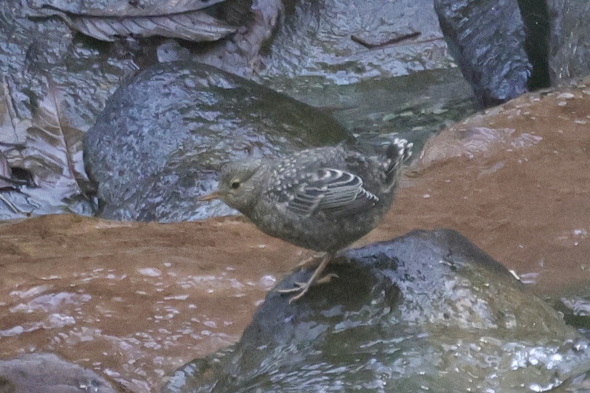 河烏 - ML646700234