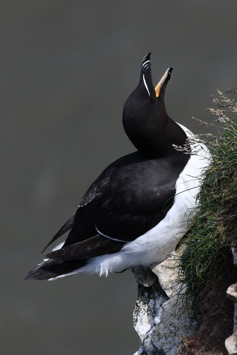 Razorbill - ML646700235