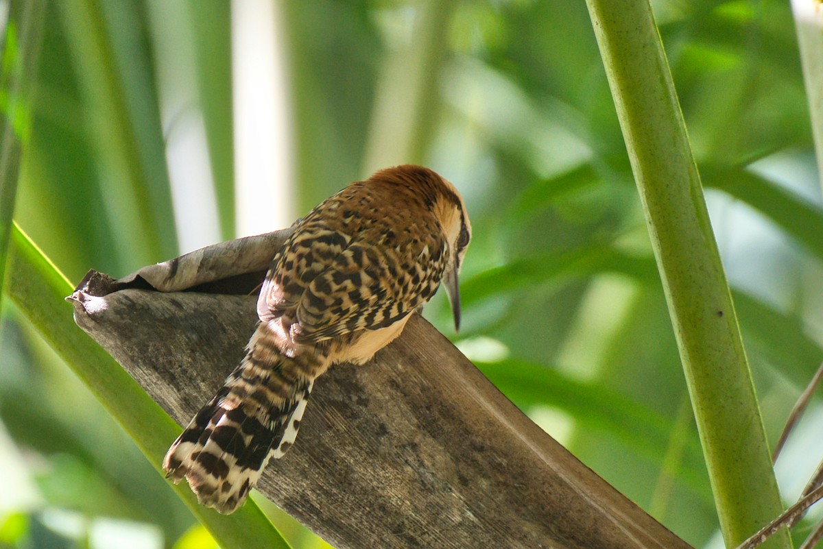 Rufous-backed Wren - ML646700238