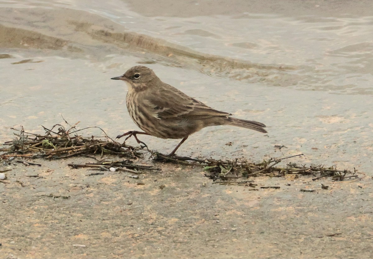 Rock Pipit - ML646700239