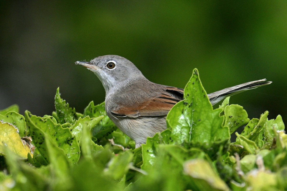 Spectacled Warbler - ML646700240