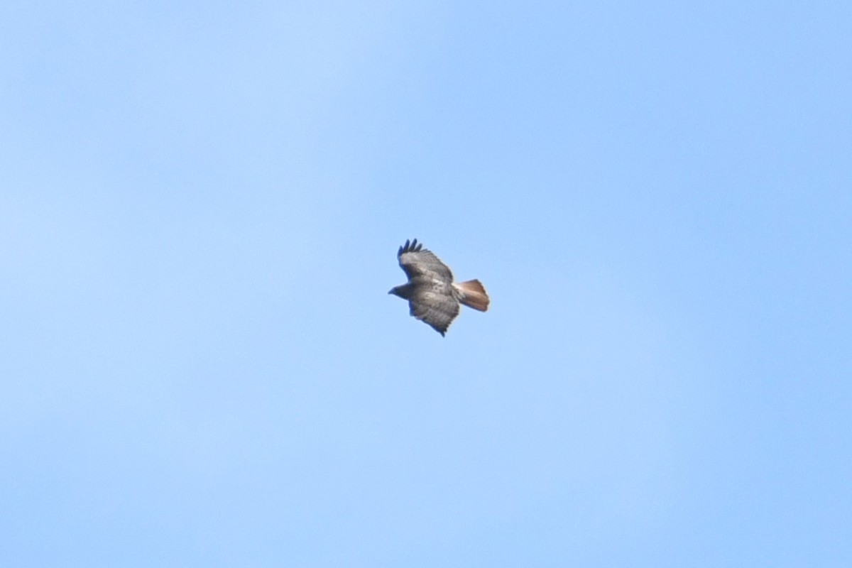 Краснохвостый канюк - ML646700242