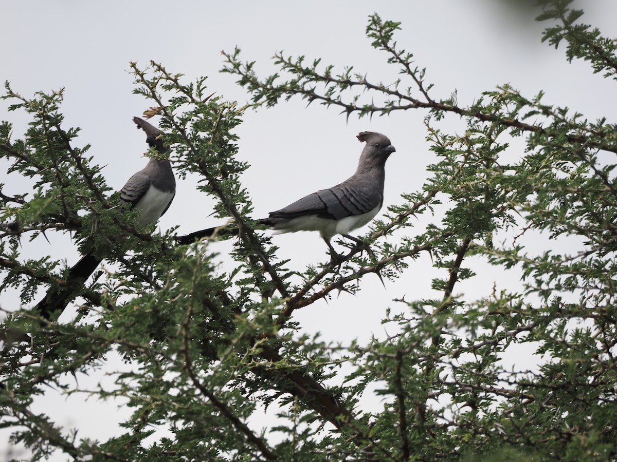 Weißbauch-Lärmvogel - ML646700243