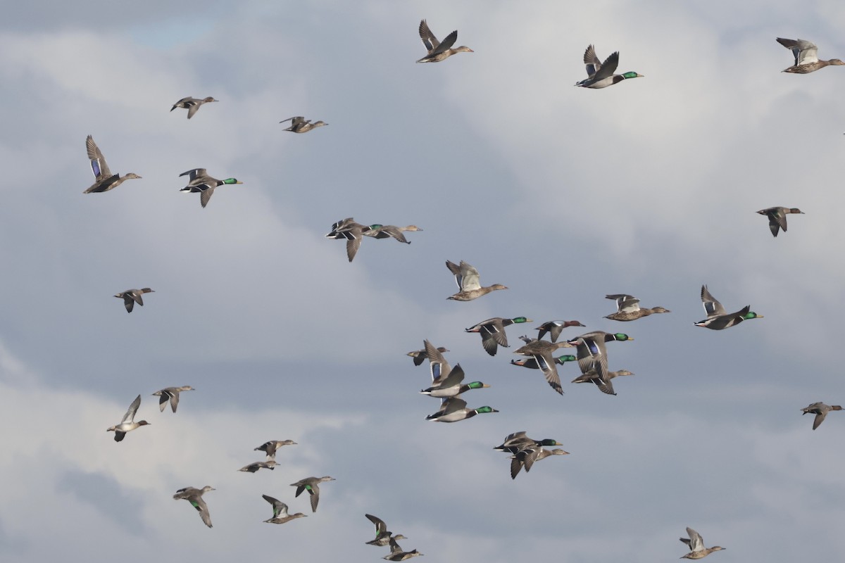 Cinnamon Teal - ML646700248