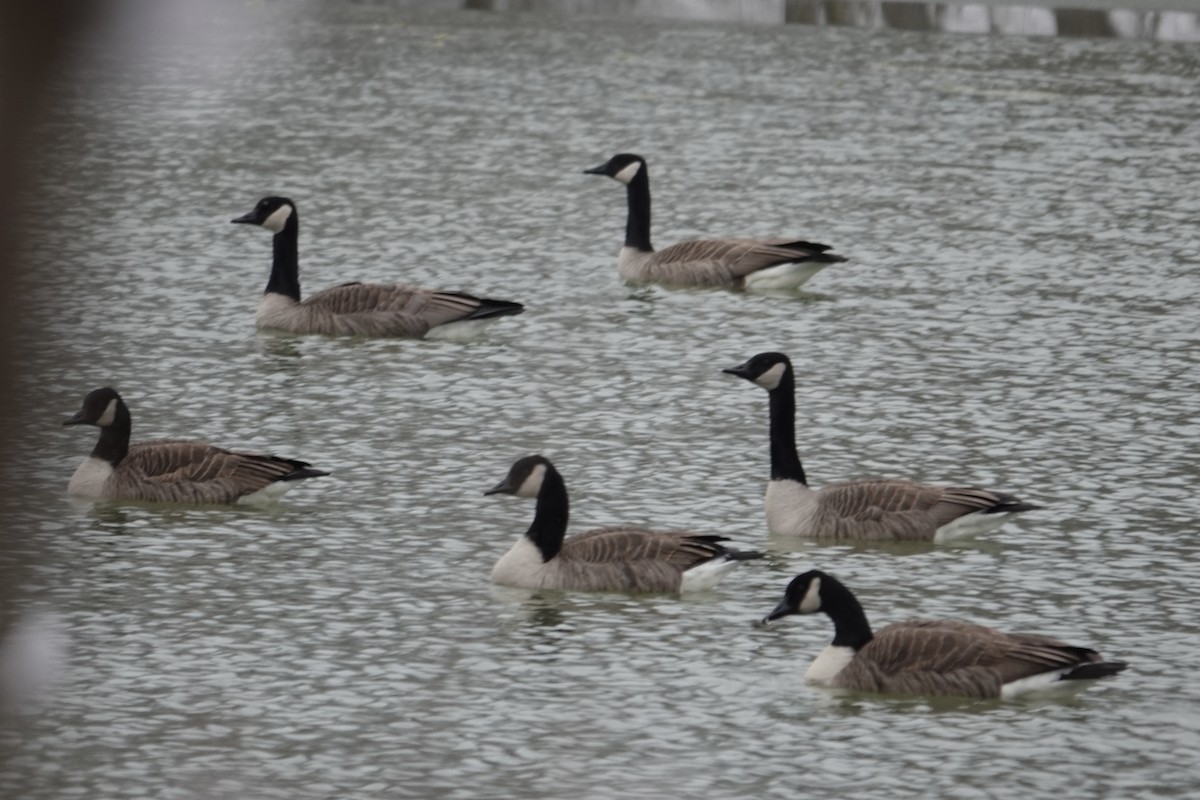 berneška velká - ML646700256