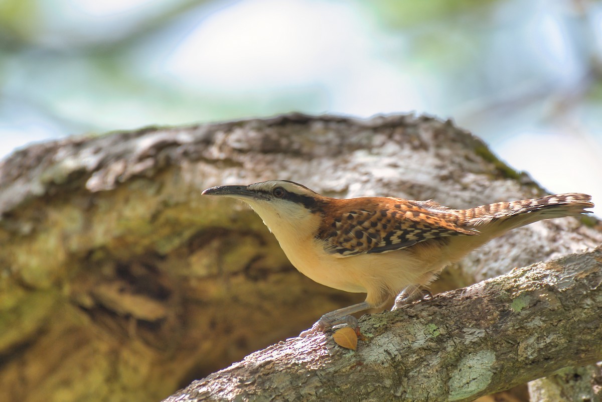 Rufous-backed Wren - ML646700257