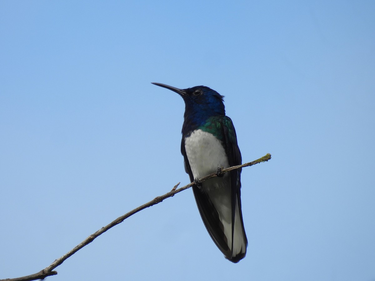 White-necked Jacobin - ML646700258