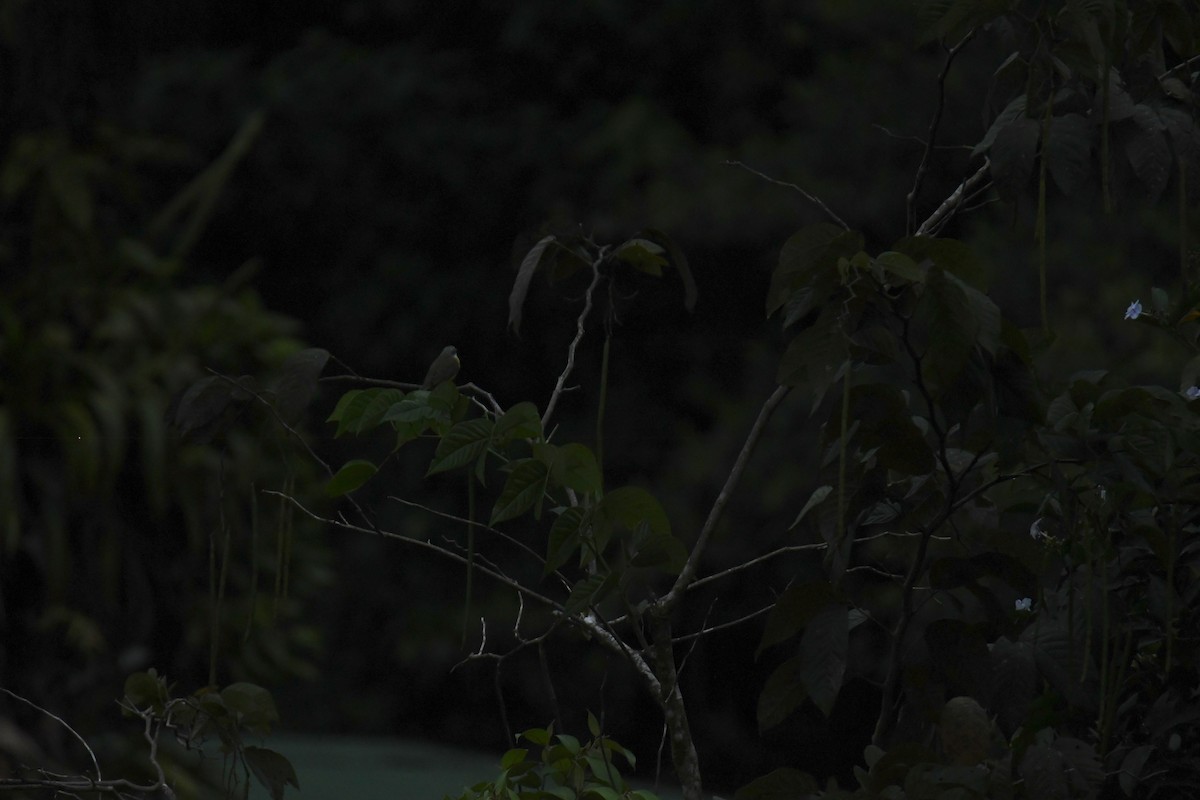 Boz Başlı Tiran - ML646700259