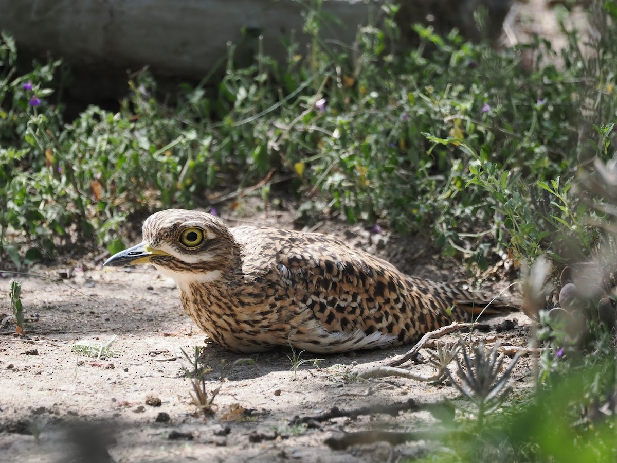 Kaptriel - ML646700262