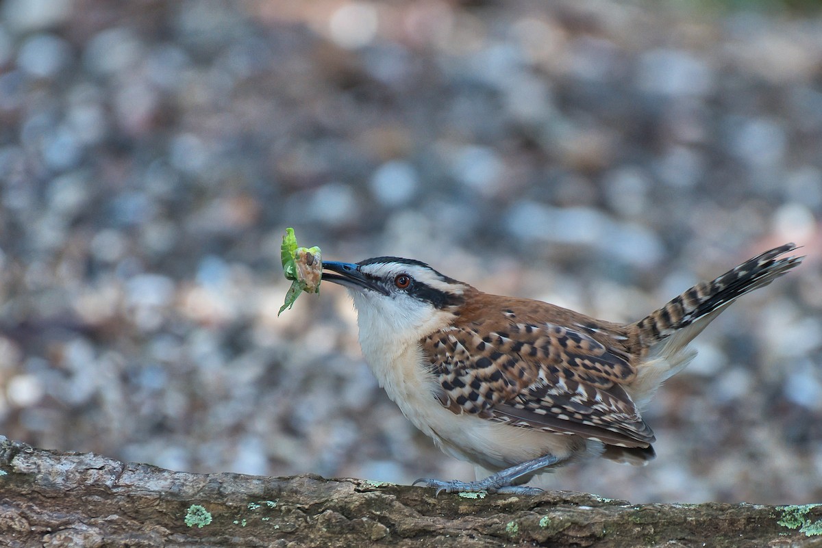 Rufous-backed Wren - ML646700265