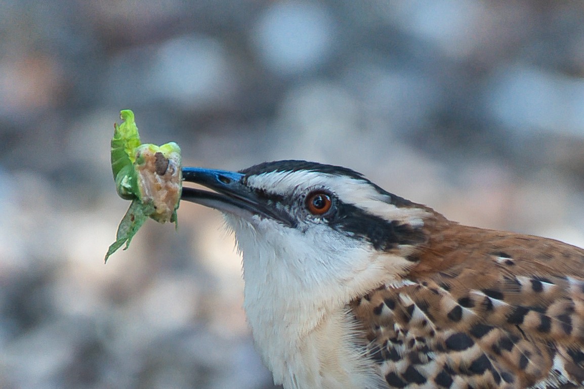 Rufous-backed Wren - ML646700268