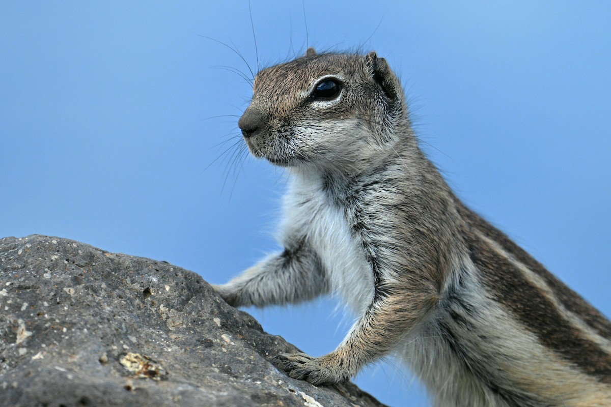 Animals - ML646700276