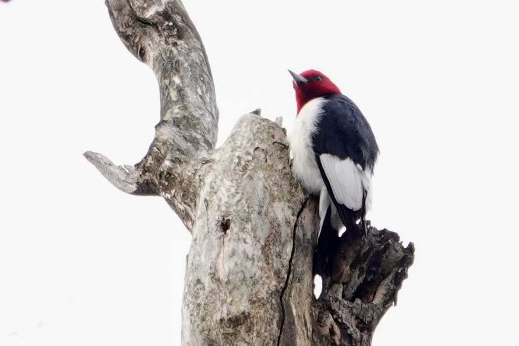 Red-headed Woodpecker - ML646700277