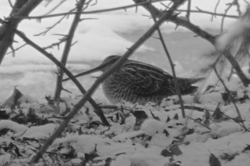 Wilson's Snipe - ML646700278