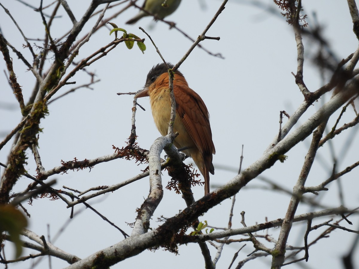 Rose-throated Becard - ML646700282