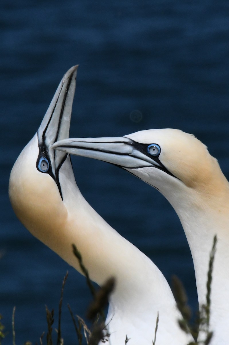 Northern Gannet - ML646700284