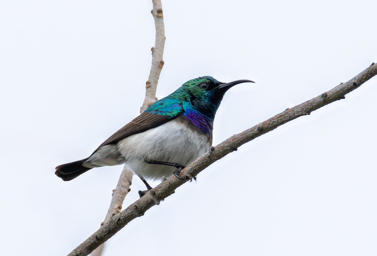 White-bellied Sunbird - ML646700287
